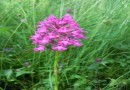 Anacamptis pyramidalis ©  Pandion Wild Tours